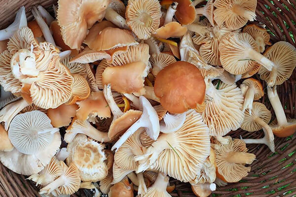 forage London mushrooms