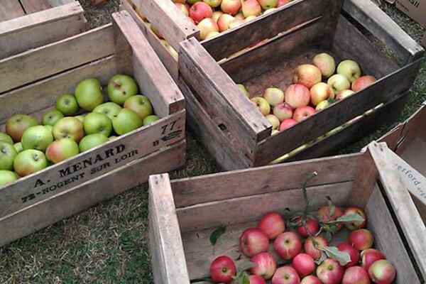 The orchard project apples